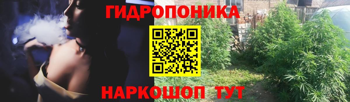 Конопля сатива Чистополь